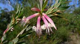 Image of Styphelia triflora Andr.