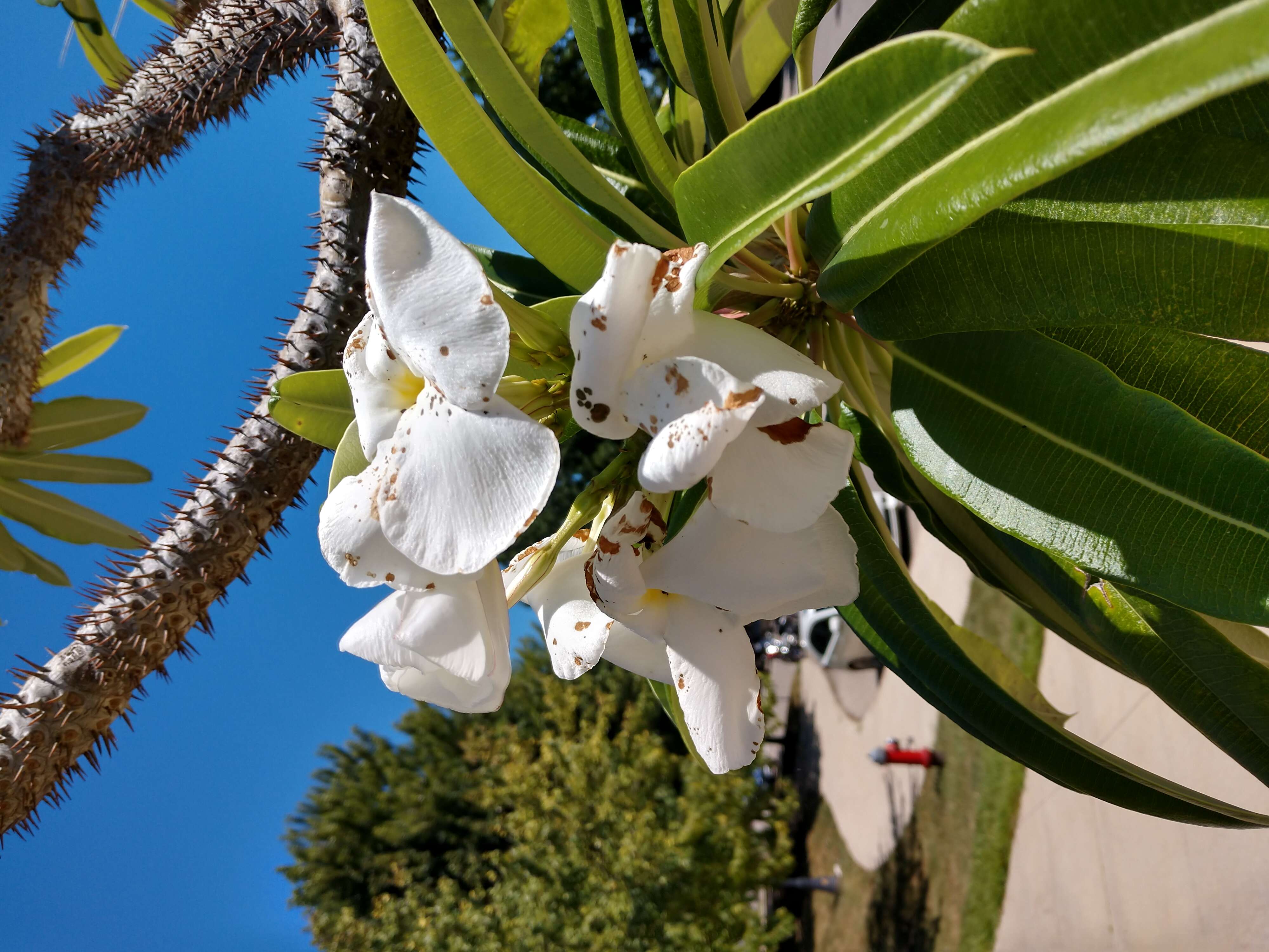 Image of Pachypodium