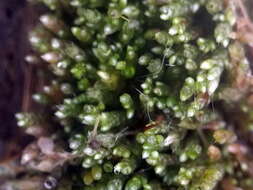 Image of silvergreen bryum moss