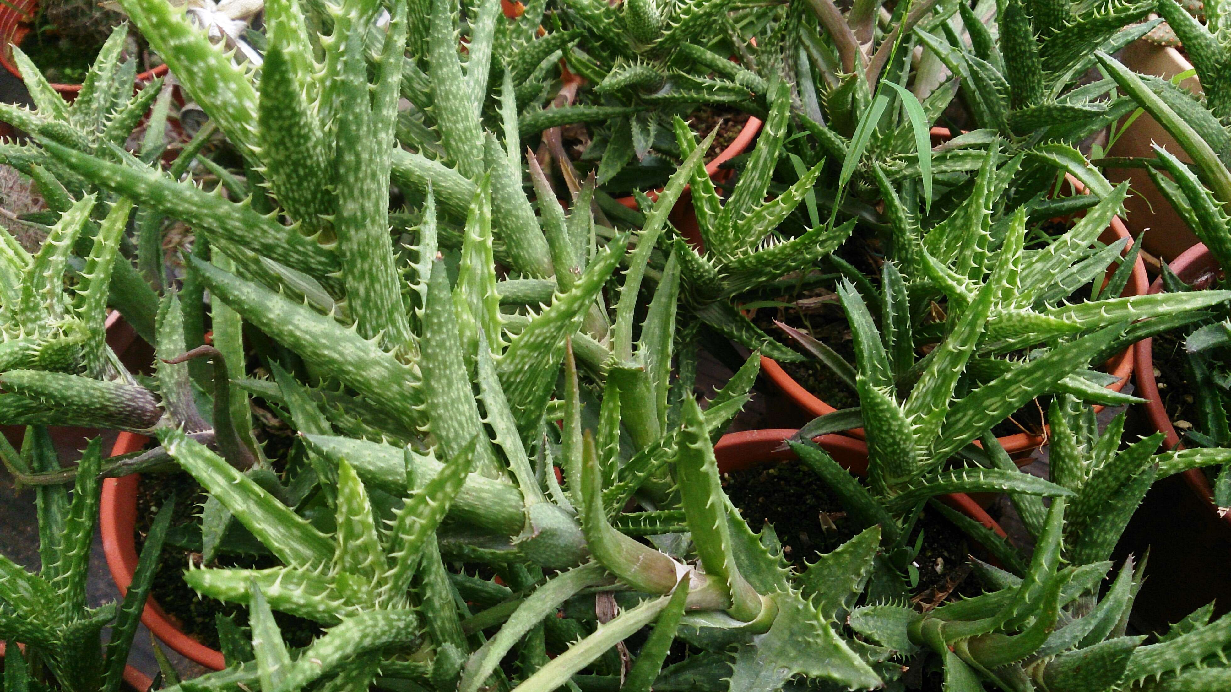 Aloe juvenna Brandham & S. Carter resmi