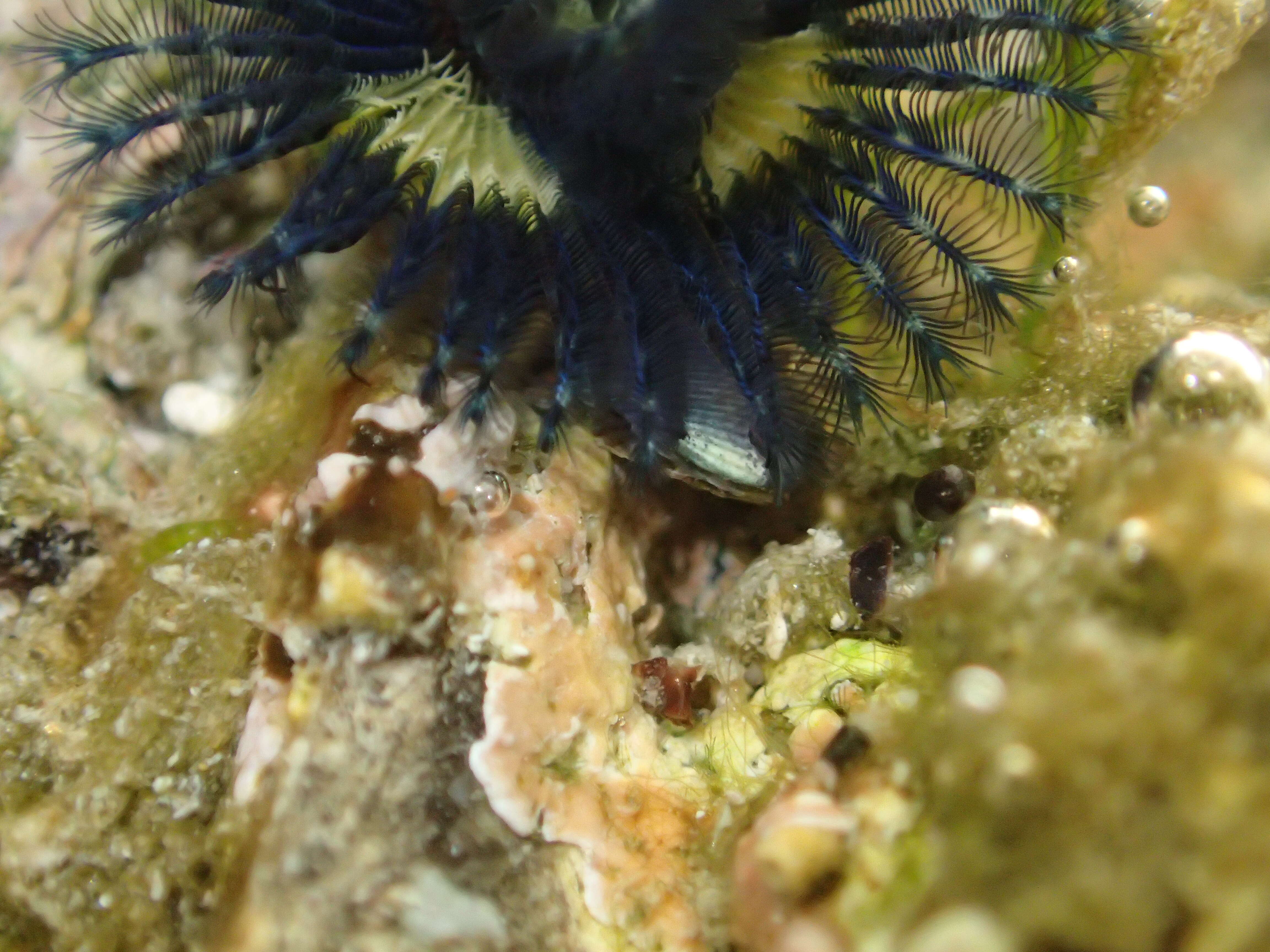 Image of Blue Tube Worm