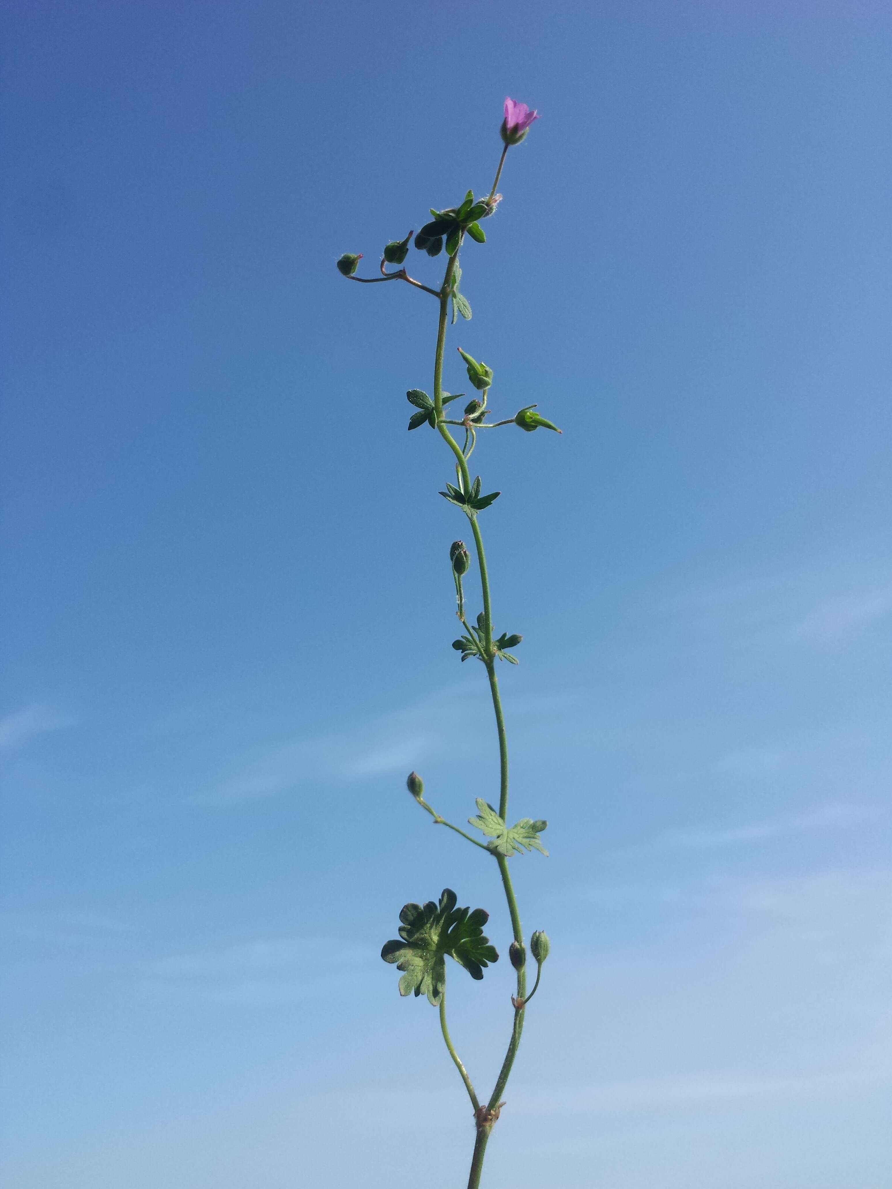 Imagem de Geranium molle L.