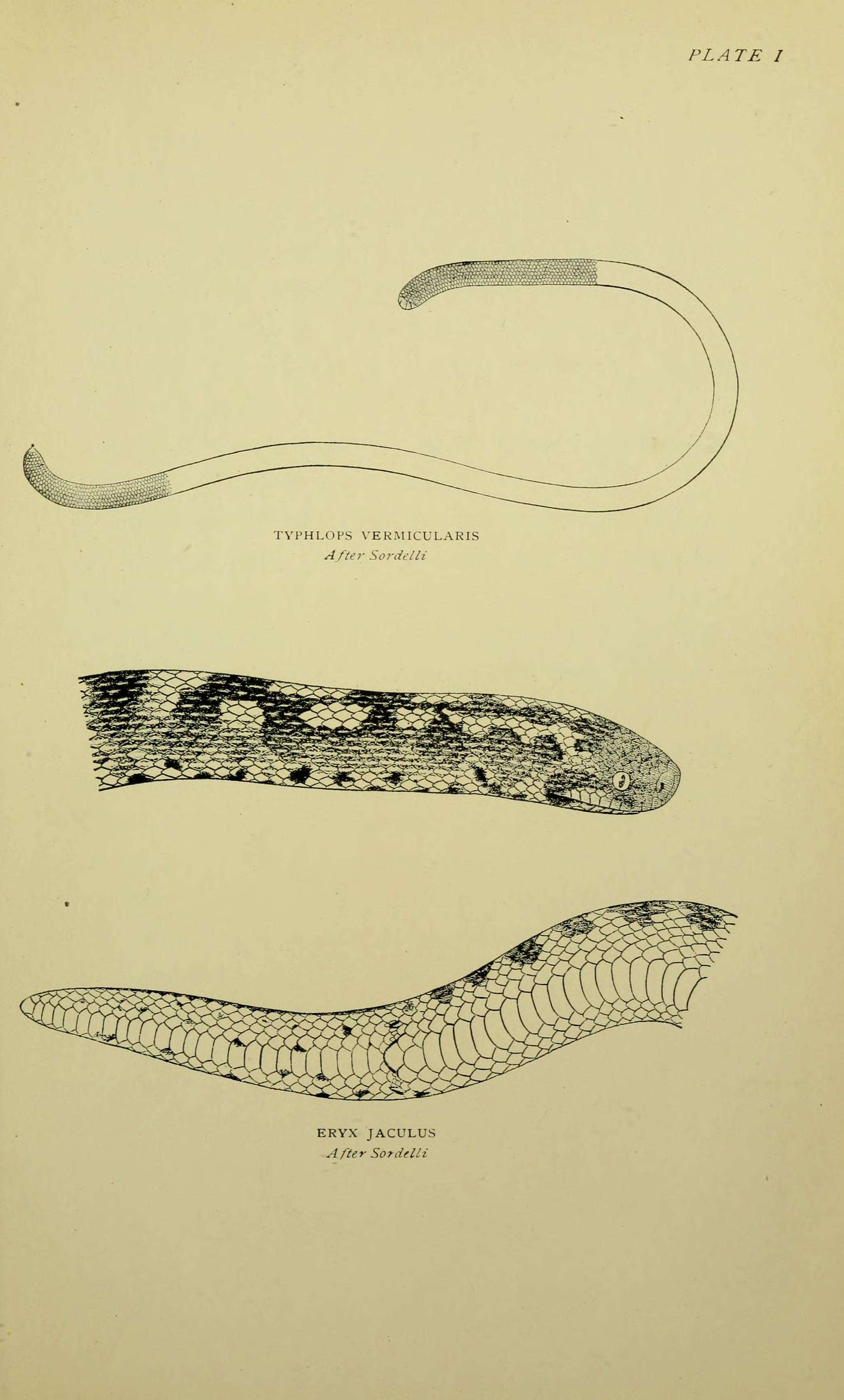 Sivun Eryx jaculus (Linnaeus 1758) kuva