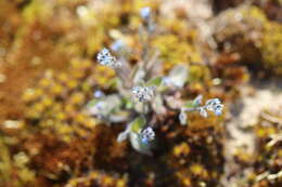 Слика од Myosotis ramosissima Rochel