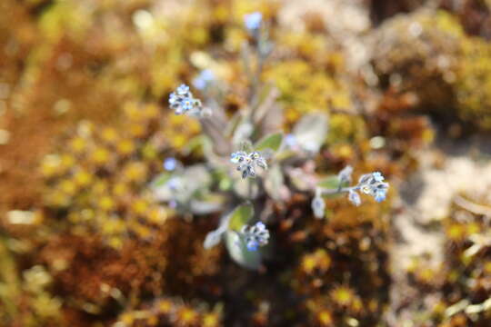 Слика од Myosotis ramosissima Rochel