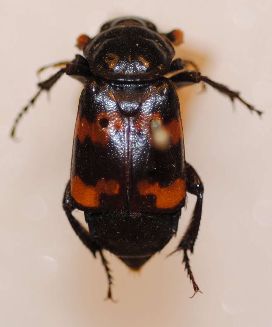 صورة Nicrophorus (Nicrophorus) marginatus (Fabricius 1801)