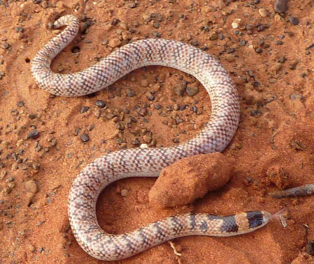 Image of Narrow-banded Burrowing Snake