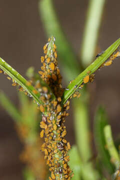 Image of Aphid