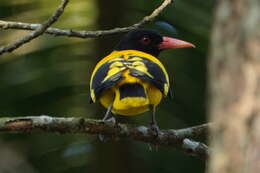 Image of Black-hooded Oriole