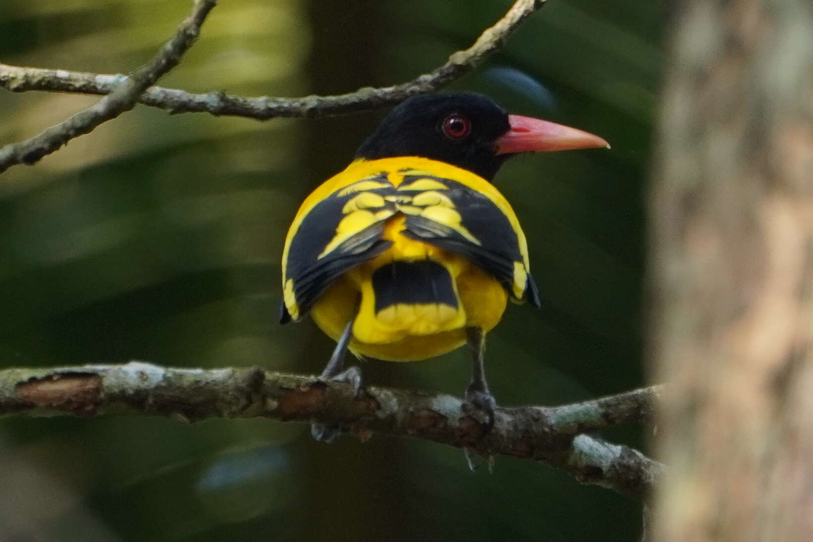 Image of Black-hooded Oriole