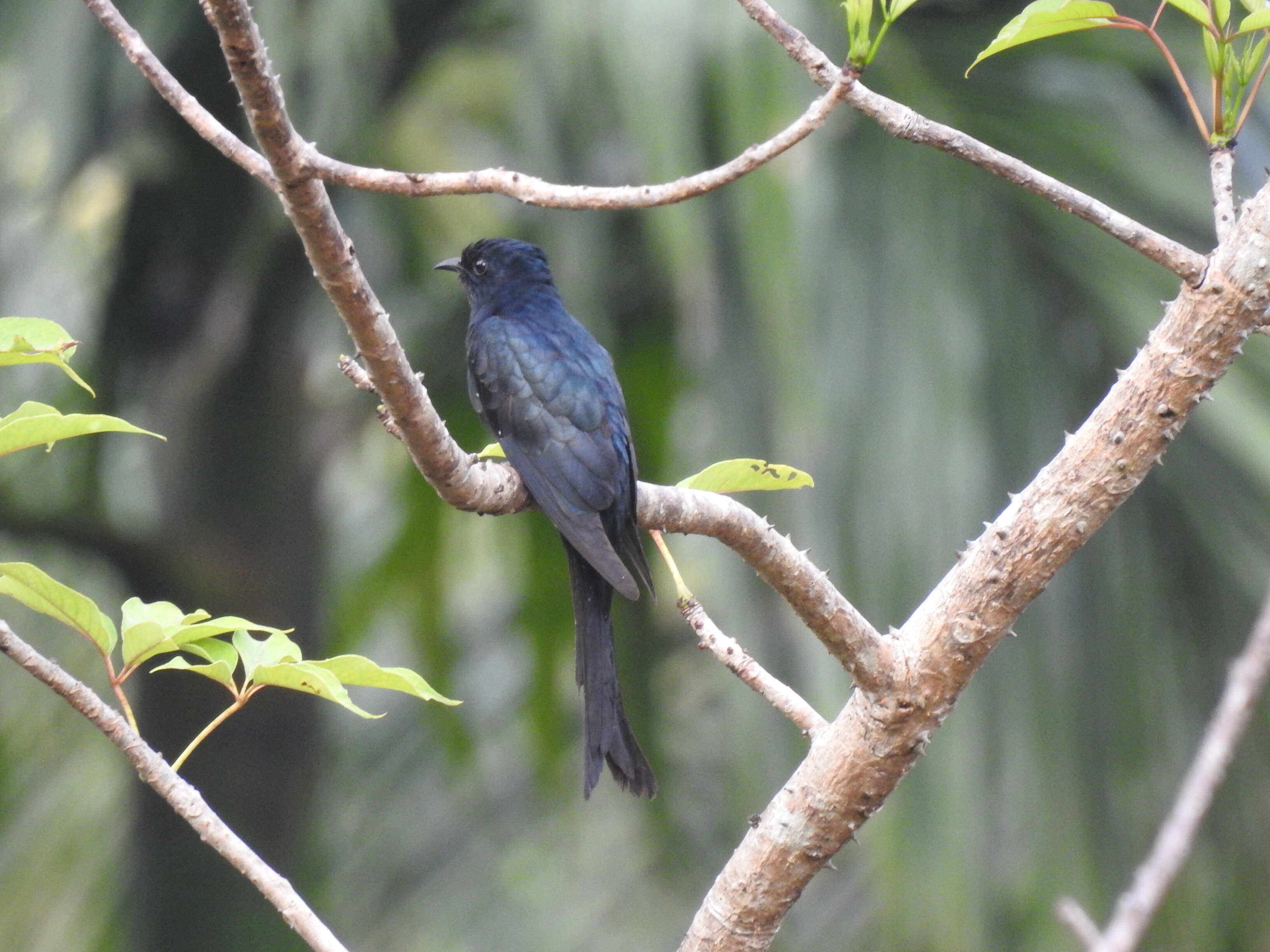 Image of Fork-tailed Drongo-Cuckoo