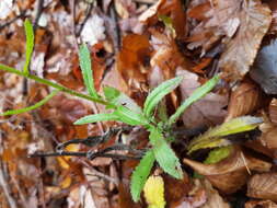 صورة Leucanthemum ircutianum (Turcz.) DC.