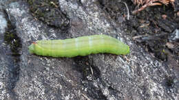 Image of One-eyed Sphinx, Eyed Hawk-moth