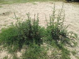 Image of common wormwood