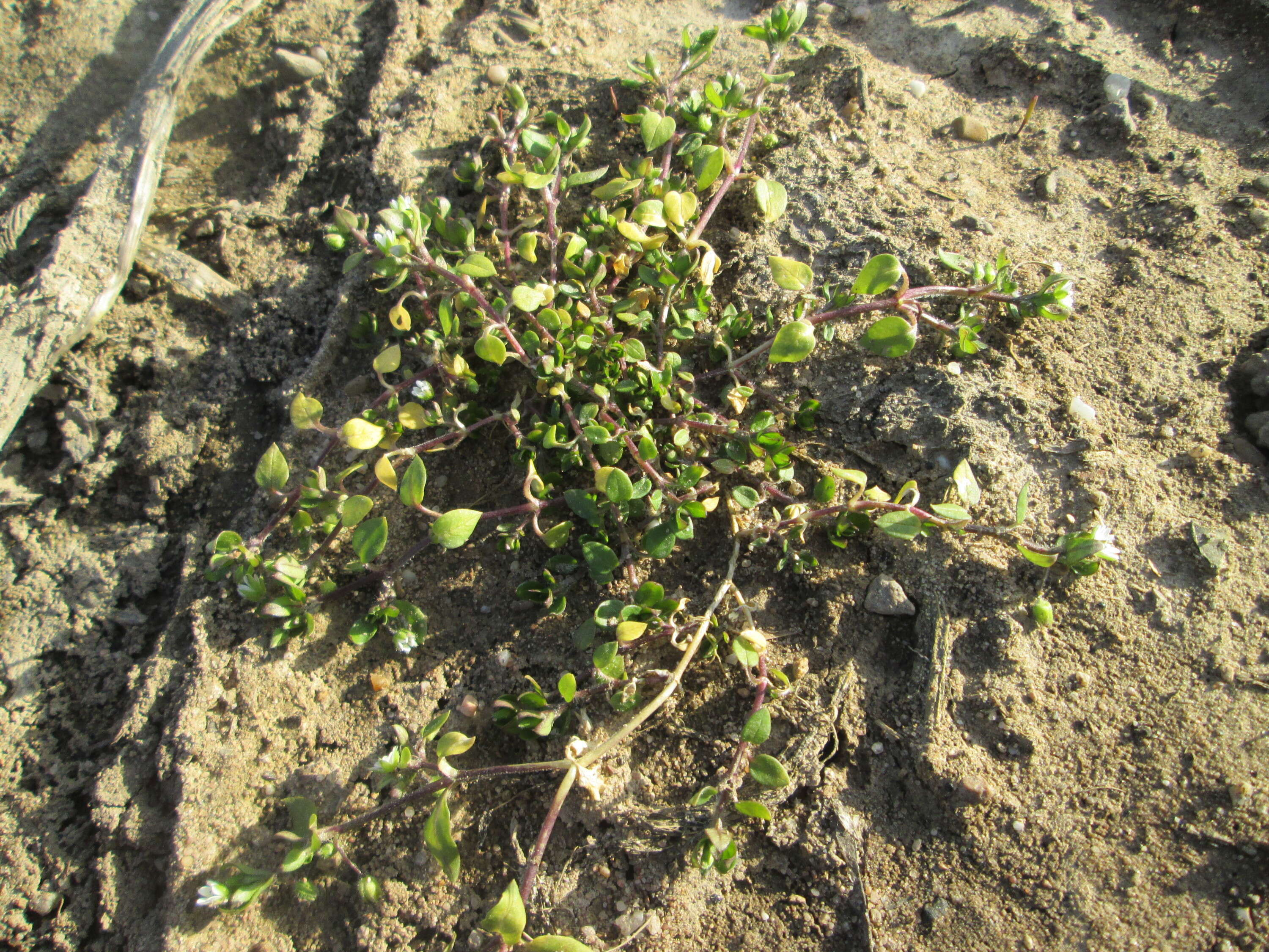 Image of common chickweed