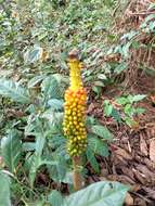 Amorphophallus paeoniifolius (Dennst.) Nicolson resmi