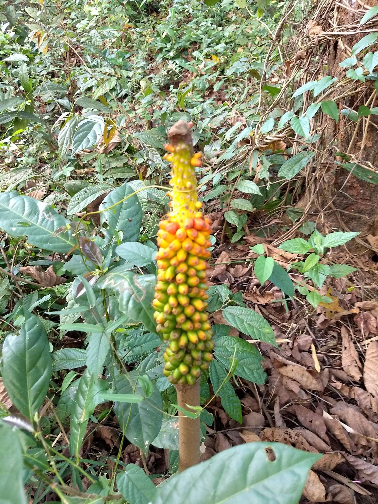 Image of Elephant foot yam