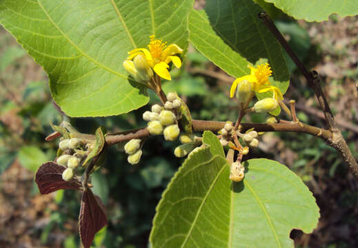 Image of Grewia tiliifolia Vahl