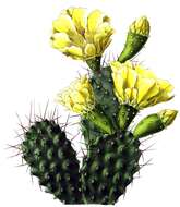 Image of Opuntia sulphurea G. Don ex Loudon