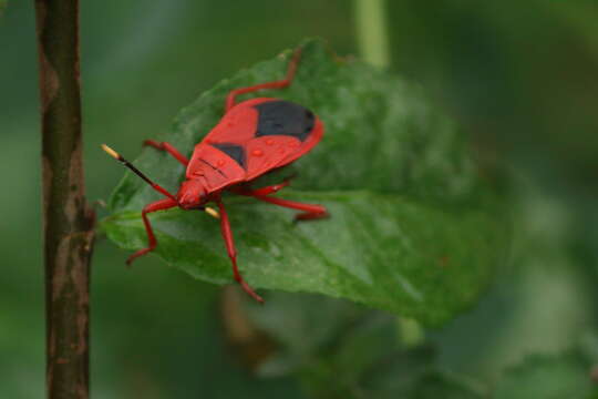 Image of <i>Probergrothius sanguinolens</i>