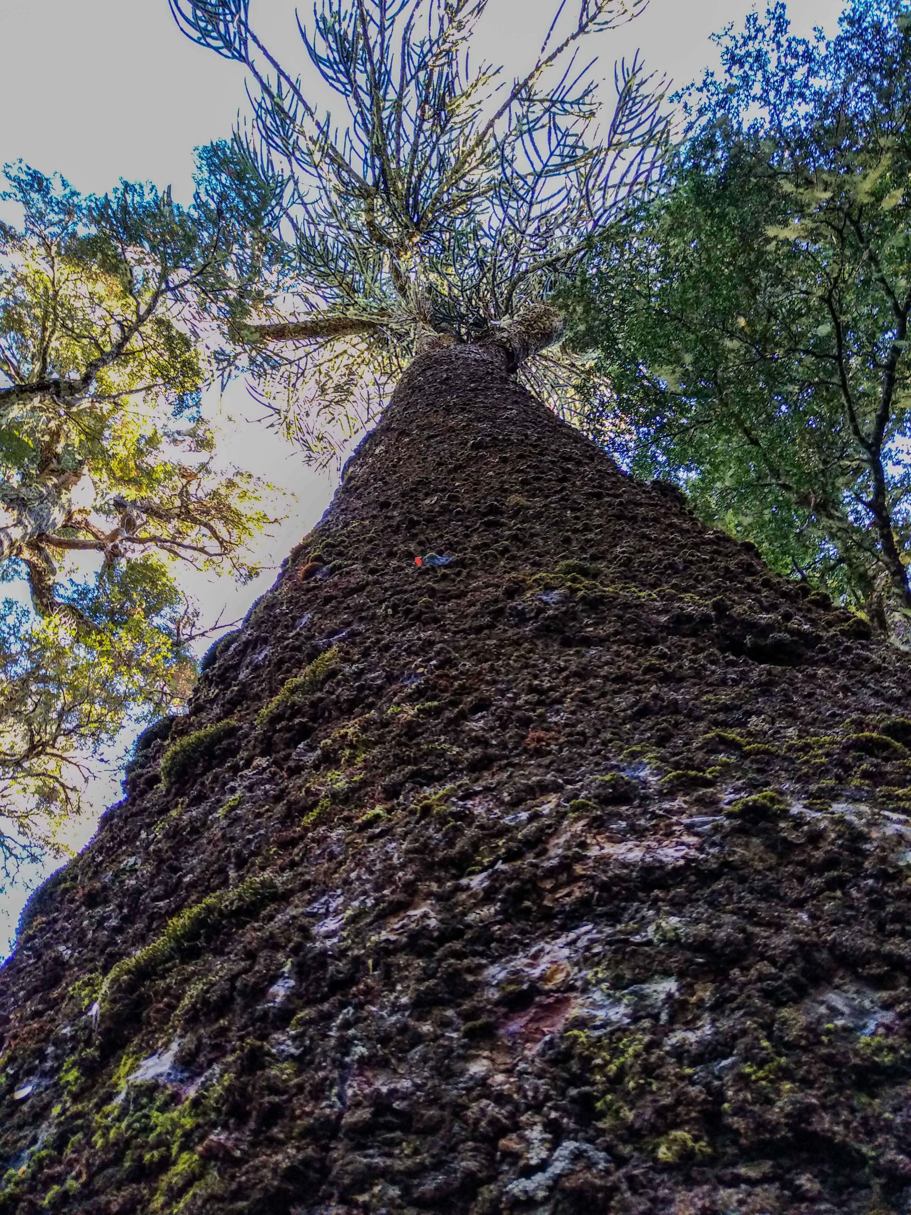 Слика од Araucaria araucana (Molina) K. Koch