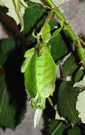 Image of Phyllium (Phyllium) philippinicum Hennemann, Conle, Gottardo & Bresseel 2009