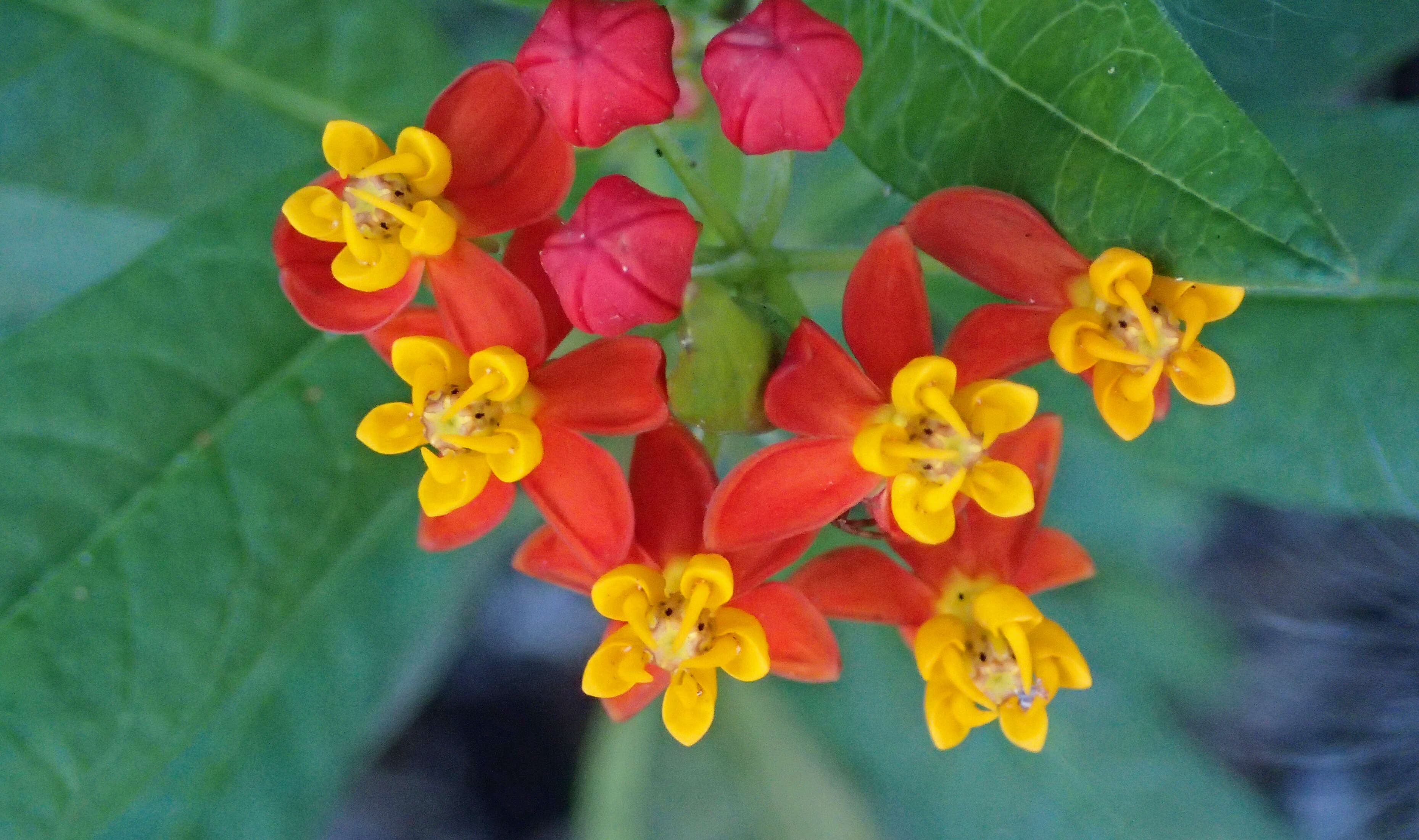 Image de Asclepias curassavica L.