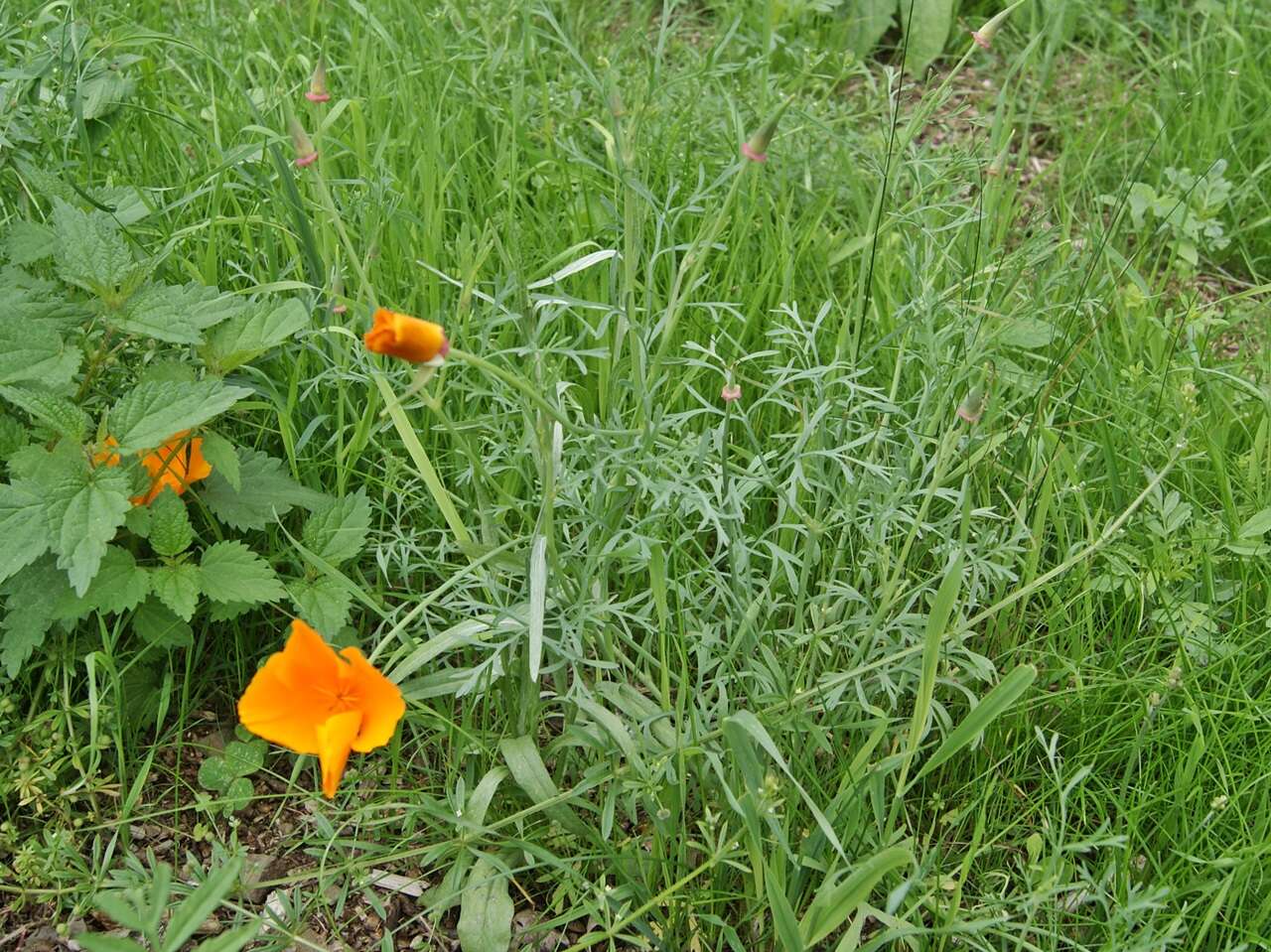 Image of California poppy