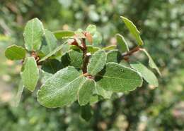 Image of Cretan maple