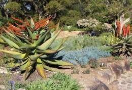 Image of Mountain aloe