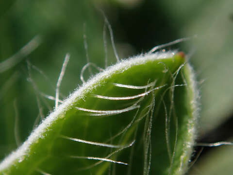 Image of Mouse-ear-hawkweed