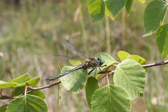 Image of northern emerald