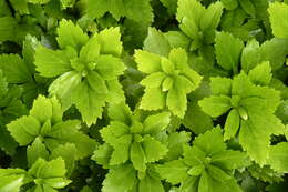 Image of Japanese pachysandra