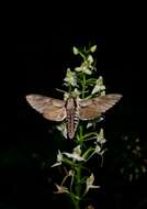 Слика од Platanthera chlorantha (Custer) Rchb.