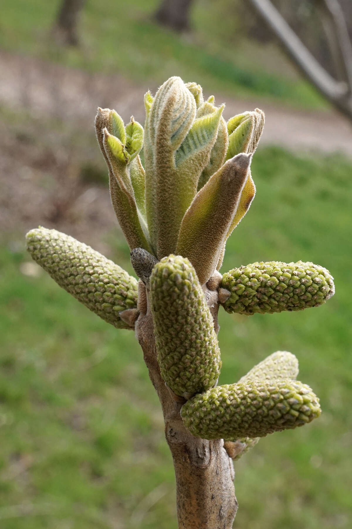 Image of Juglans ailantifolia