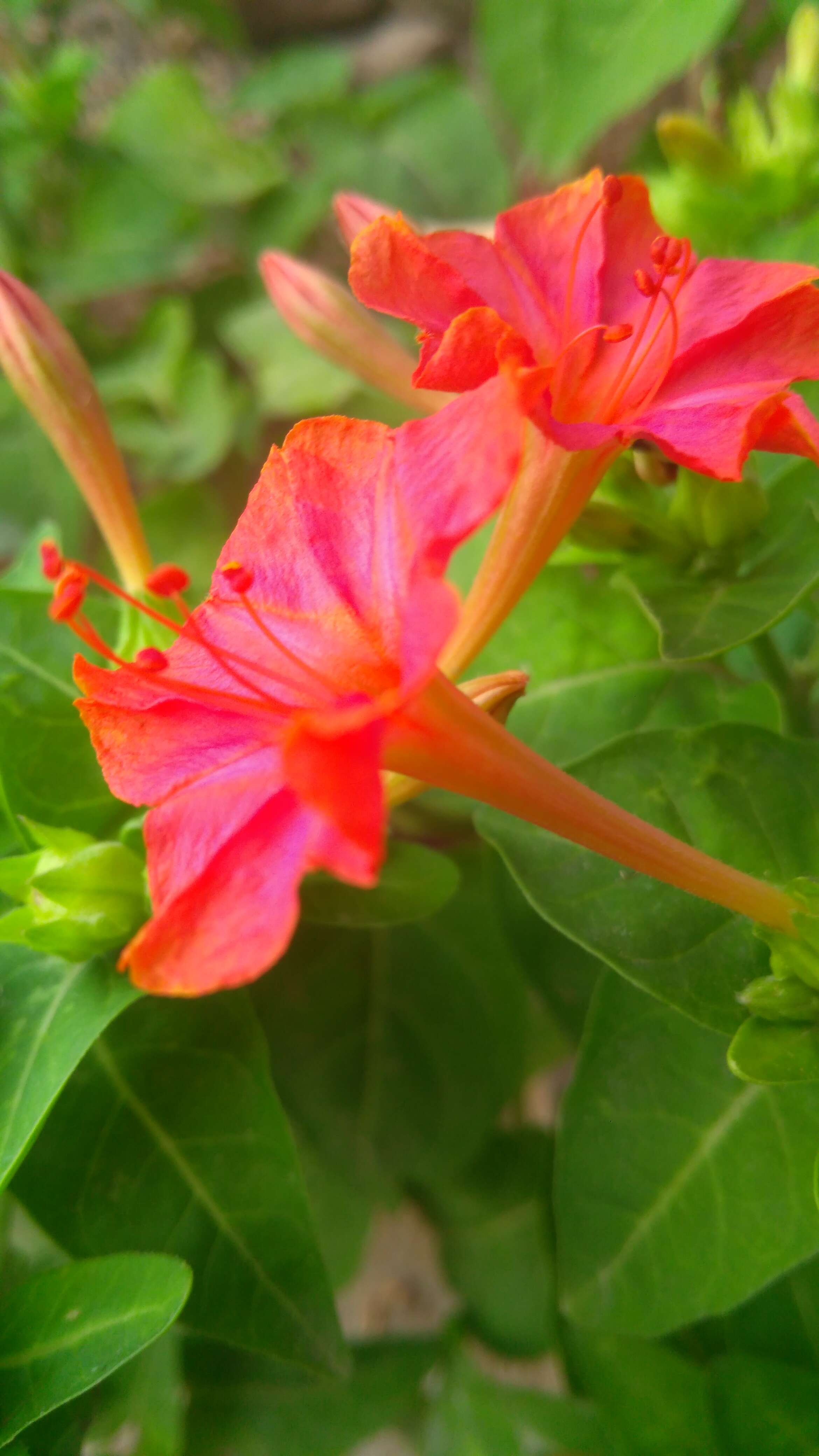 Image of Four o'Clock flower