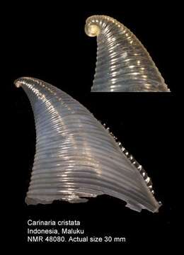 Image of glassy nautilus