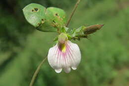 Blepharis maderaspatensis (L.) Heyne ex Roth resmi