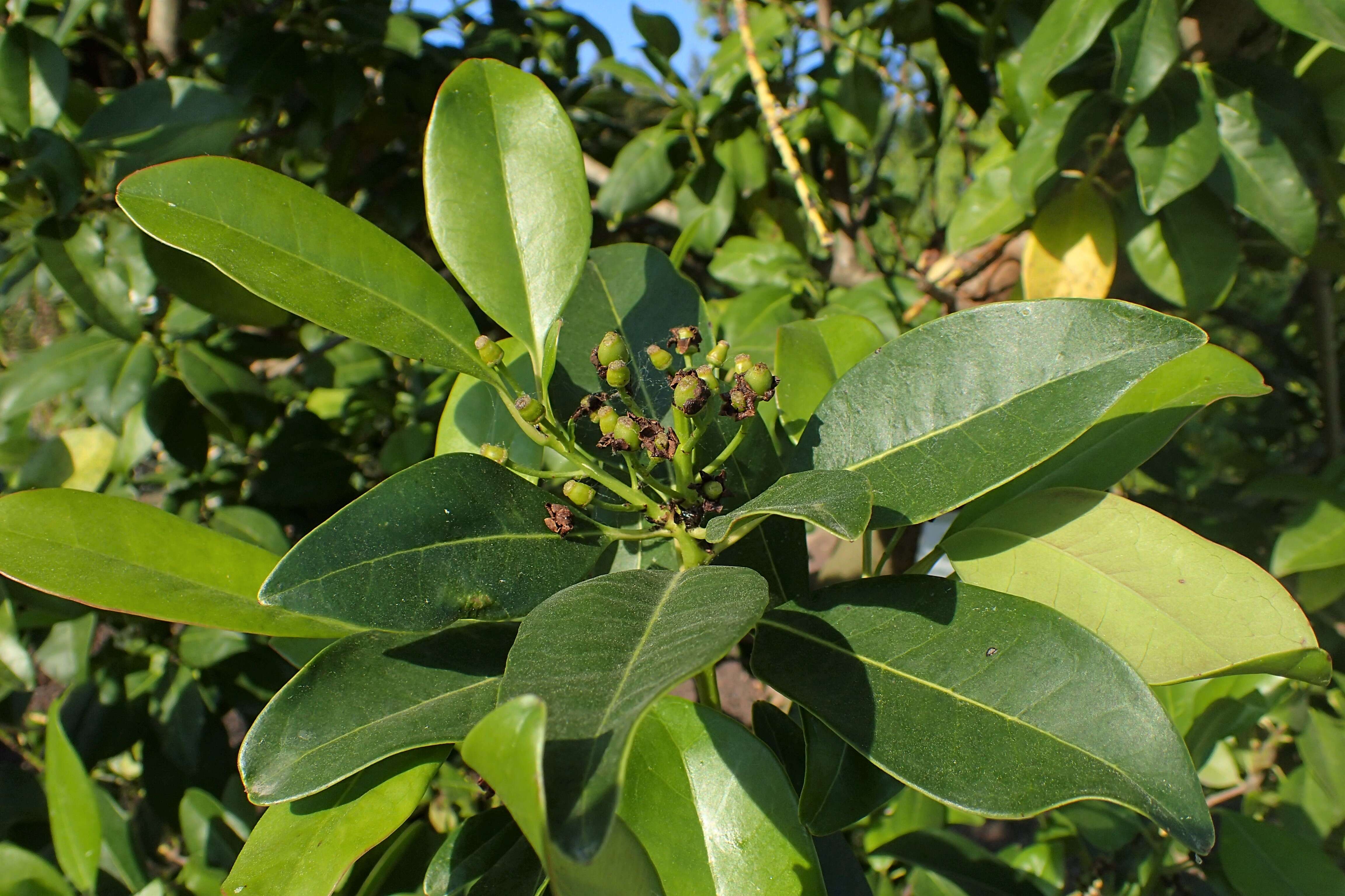 Sivun Ilex canariensis Poir. kuva