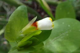 Cerinthe major L. resmi