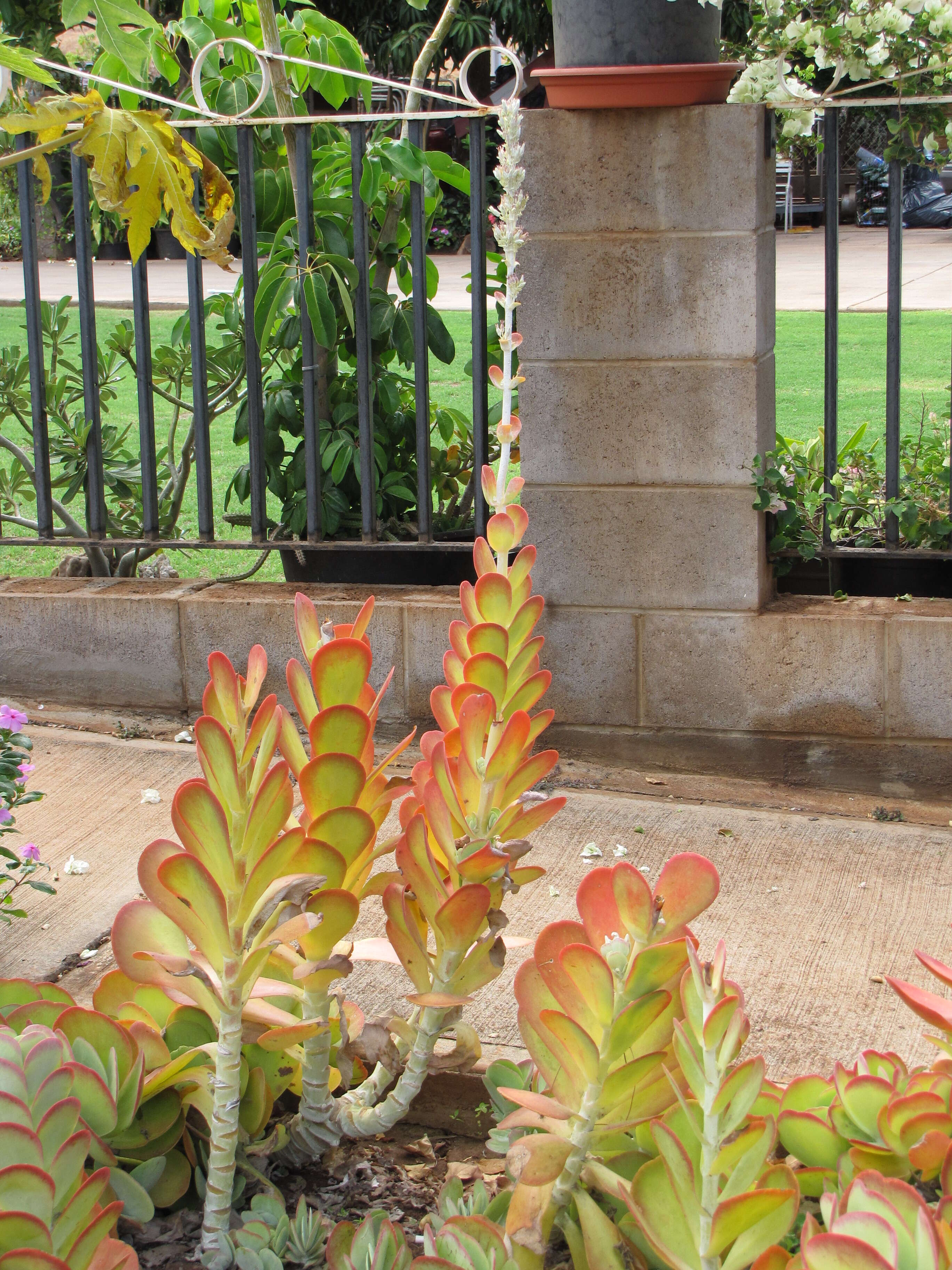 Image of Kalanchoe luciae