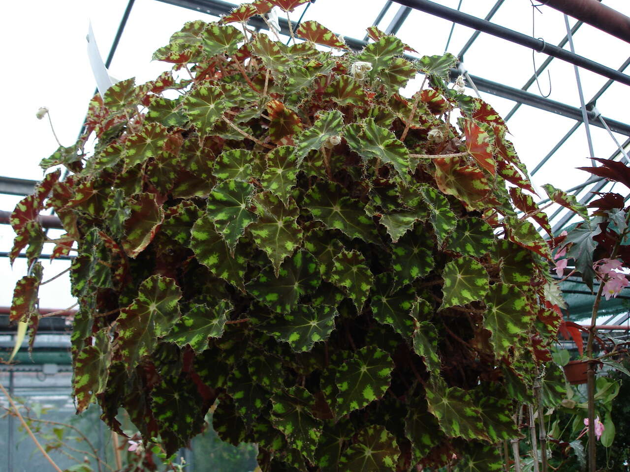 Слика од Begonia bowerae Ziesenh.