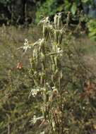 Image of Silene tatarica (L.) Pers.