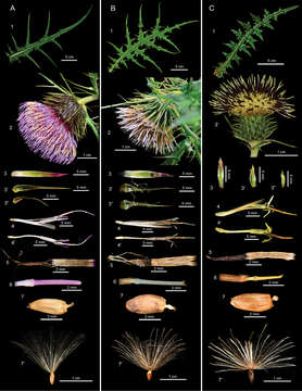 Imagem de Cirsium japonicum Fisch. ex DC.