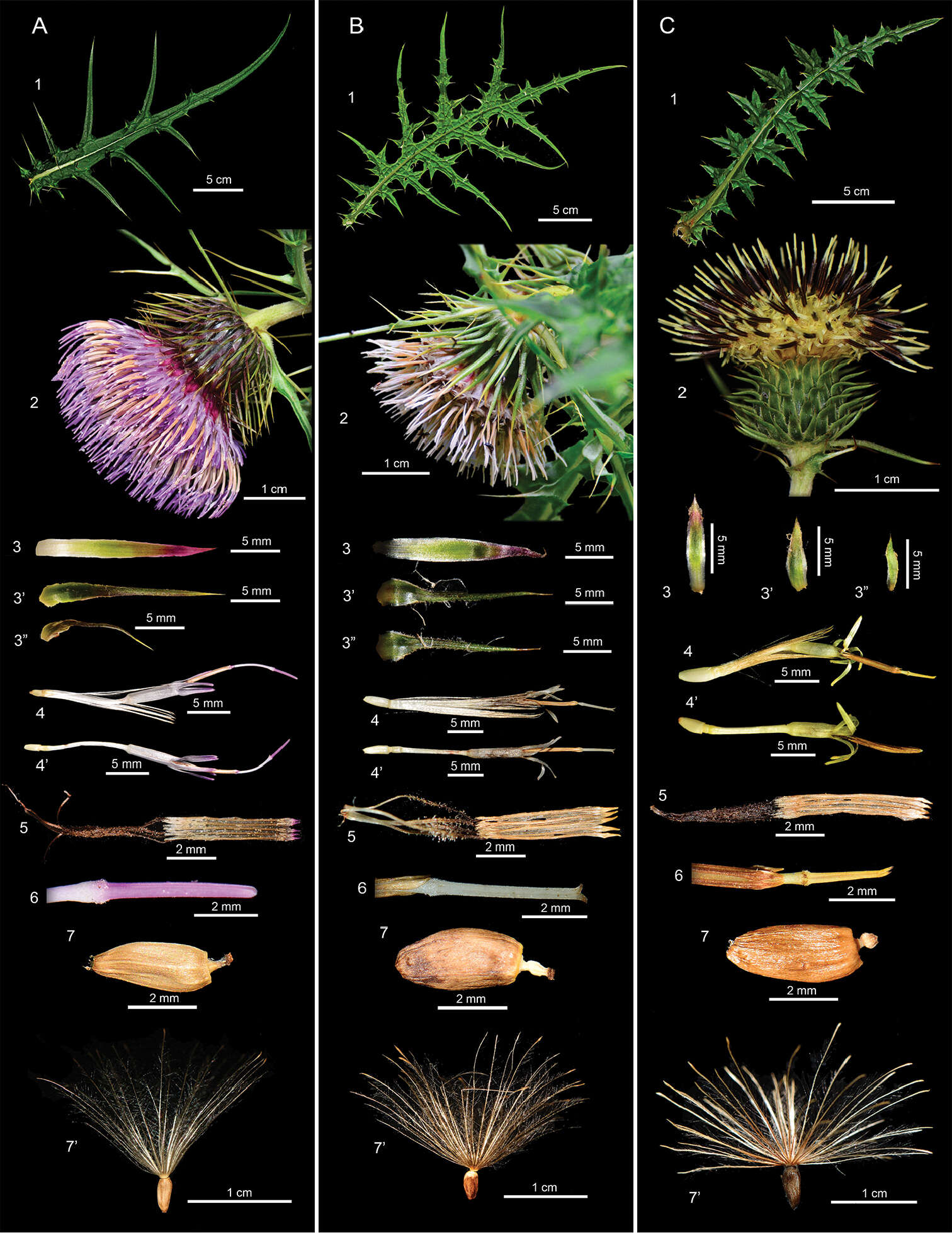 Plancia ëd Cirsium japonicum Fisch. ex DC.