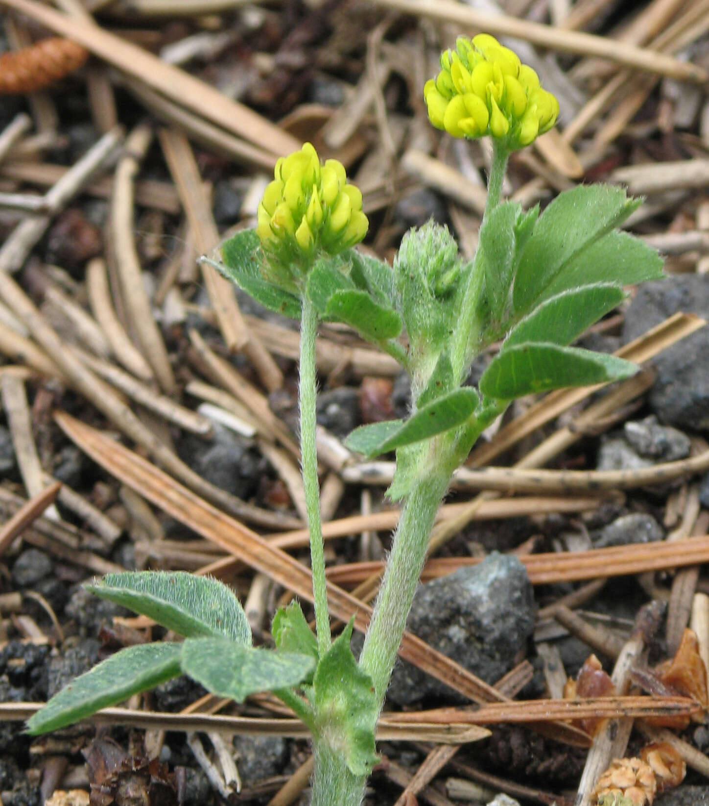 Image of black medick