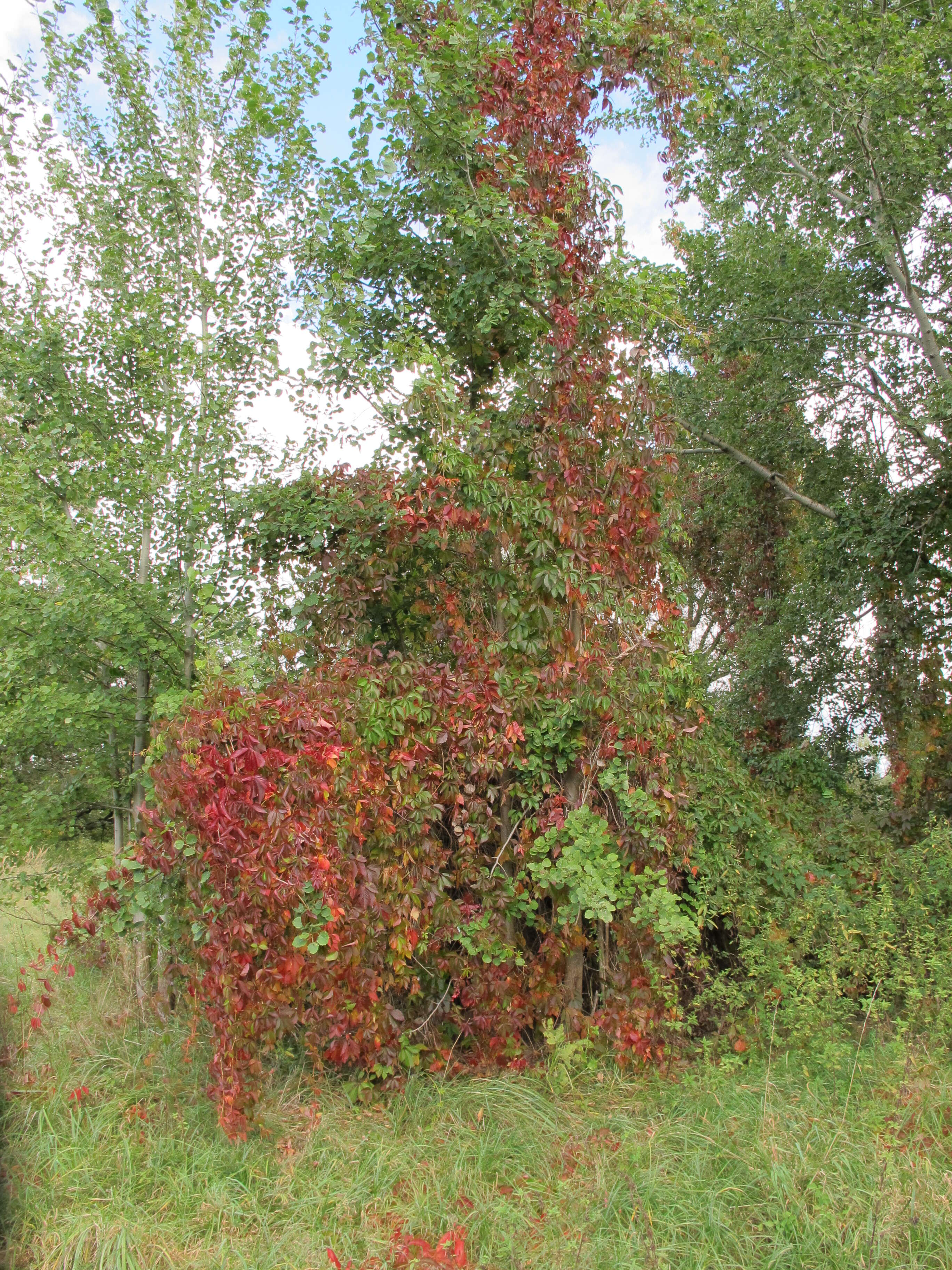 Image de vigne vierge commune