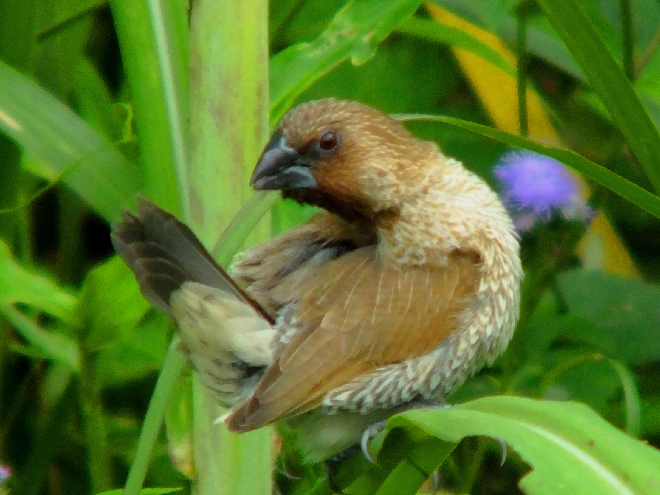 Image of Nutmeg Mannikin