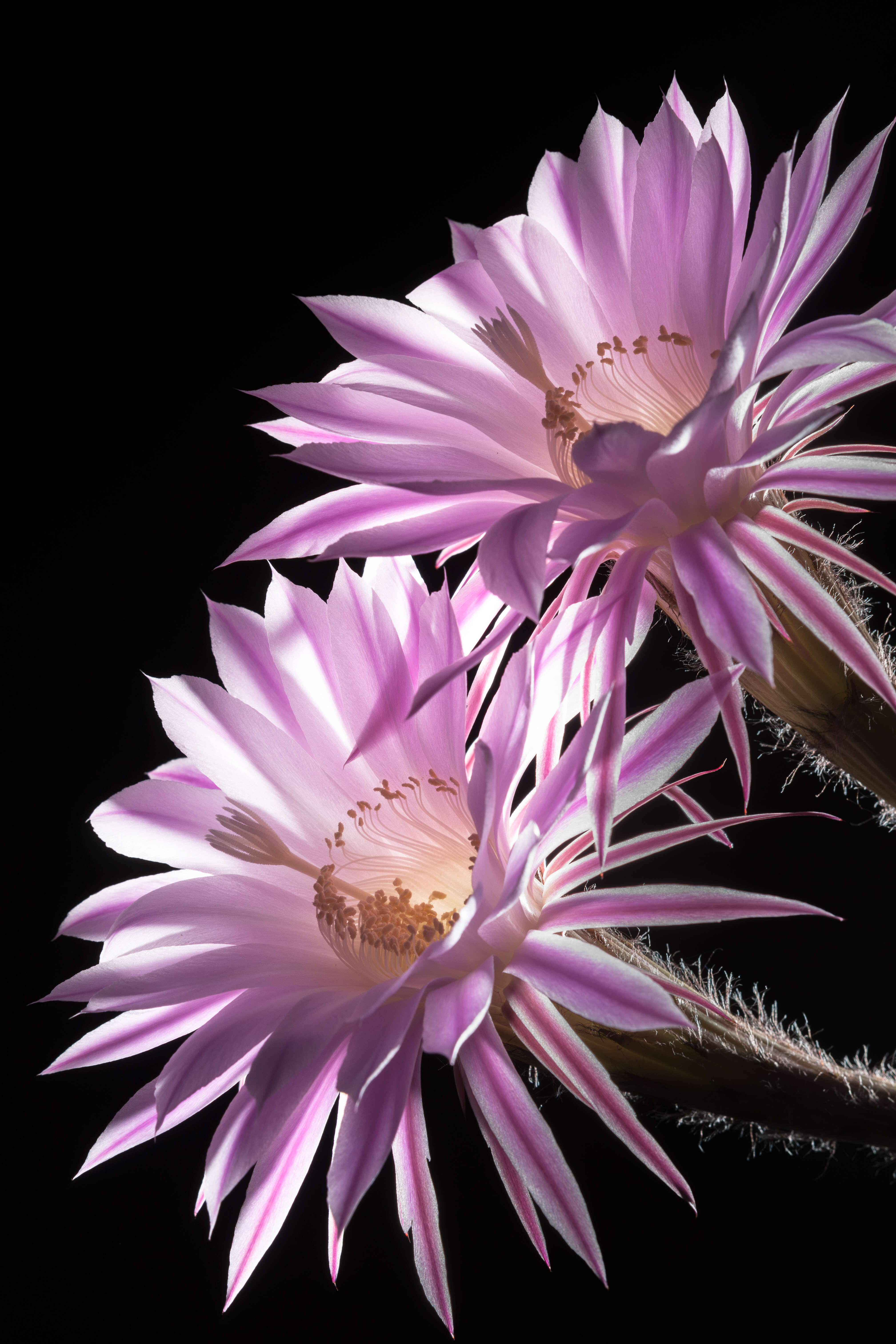 Image of Echinopsis oxygona