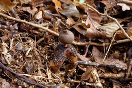 Imagem de Geastrum fornicatum (Huds.) Hook. 1821